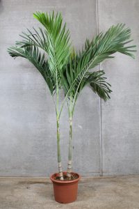 Veitchia palmen