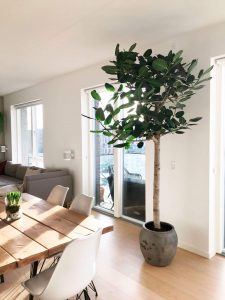 Ficus Audray i vores super flotte kinesiske krukke, billedet er taget hos kunden.