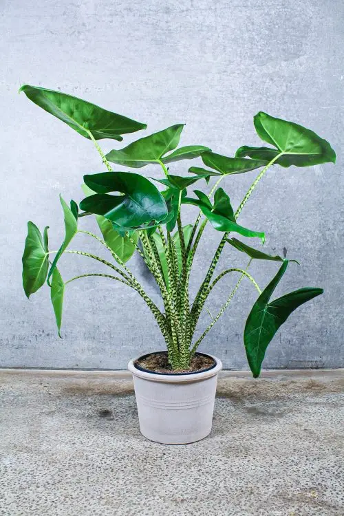 Alocasia Zebrina