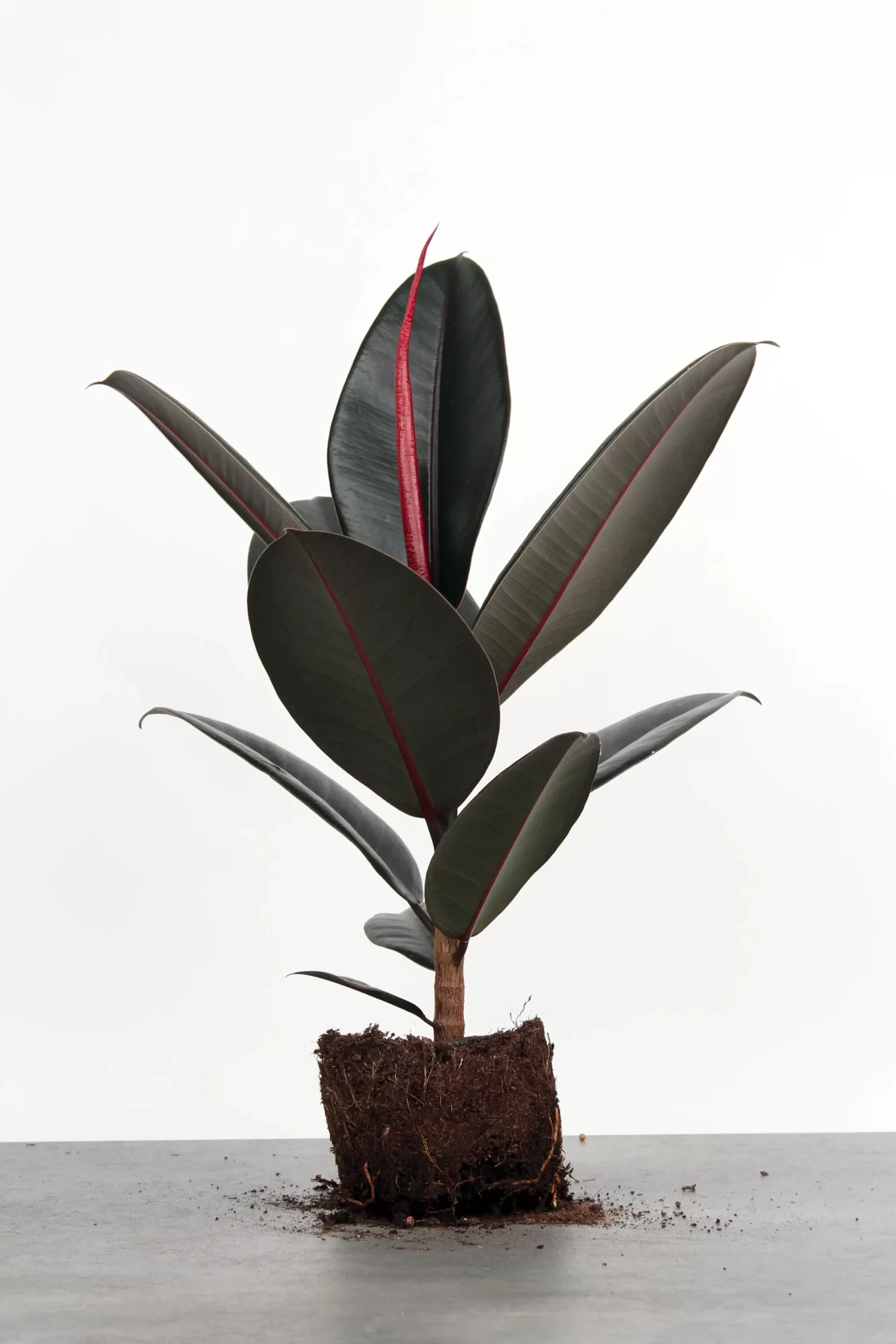 Ficus Elastica Abidjan