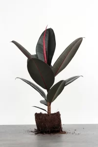 Ficus Elastica Abidjan