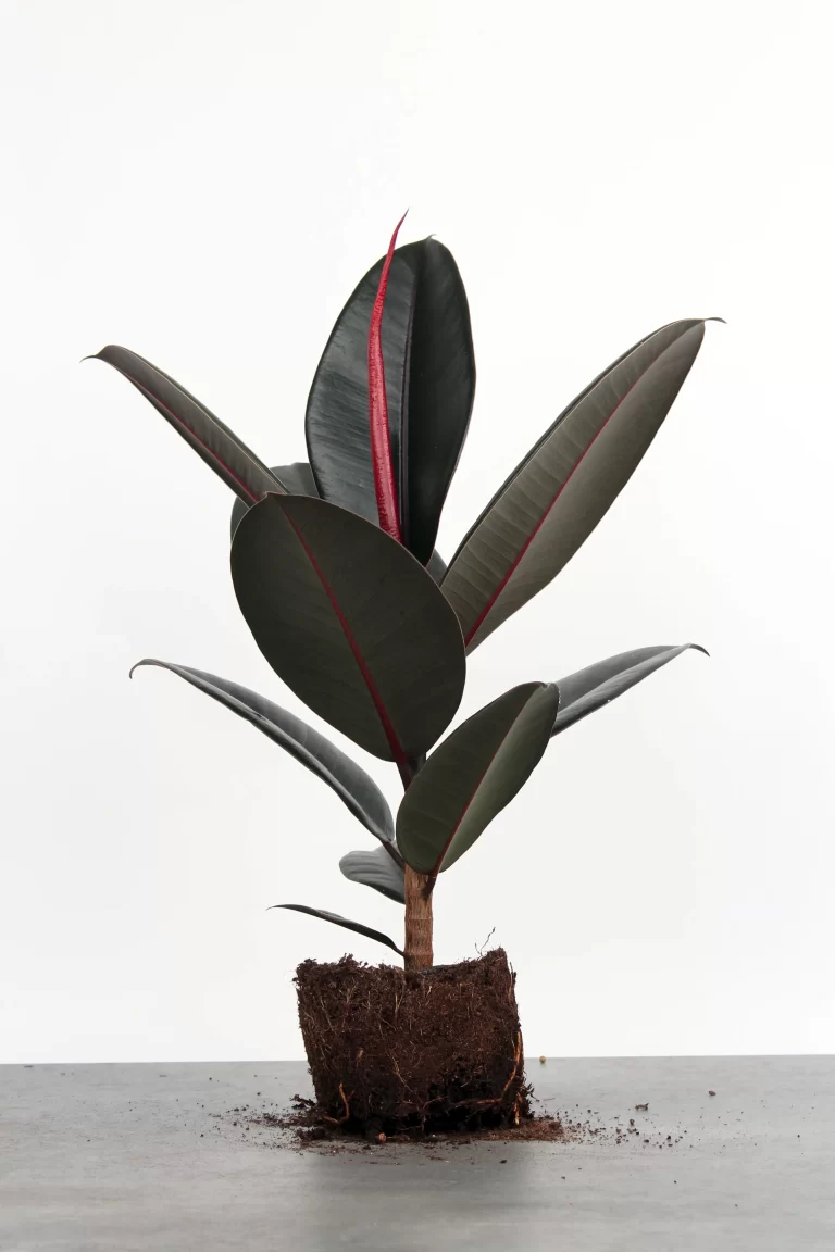 Ficus Elastica Abidjan