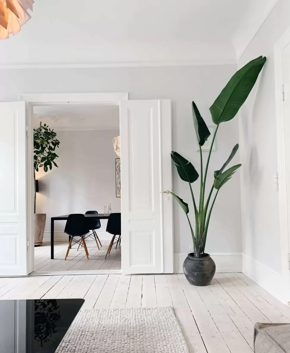 Strelitzia Nicolai Augusta i en flot lys stue