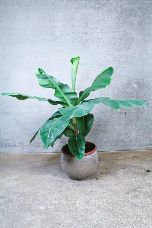 Bananpalme