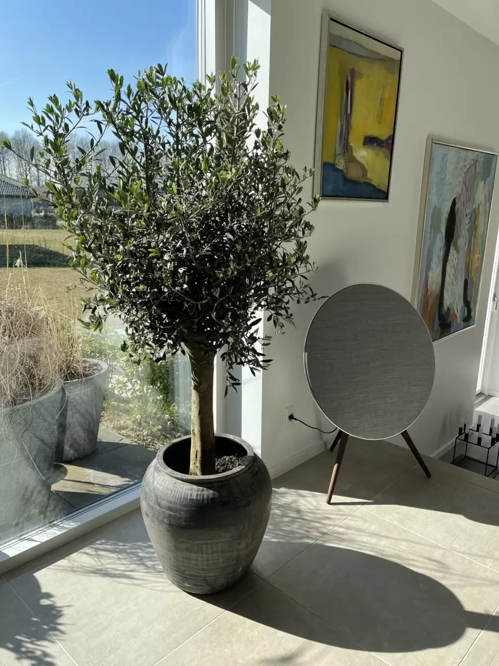 Oliventræ med tyk stamme i kinesisk keramik