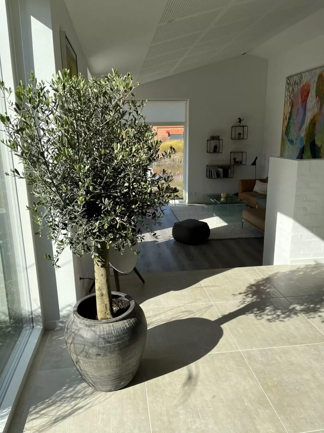 Oliventræ med tyk stamme Plantekøb din plante leverandør