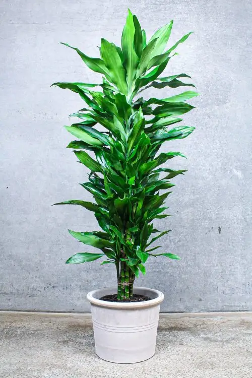 Dracaena Janet Lind