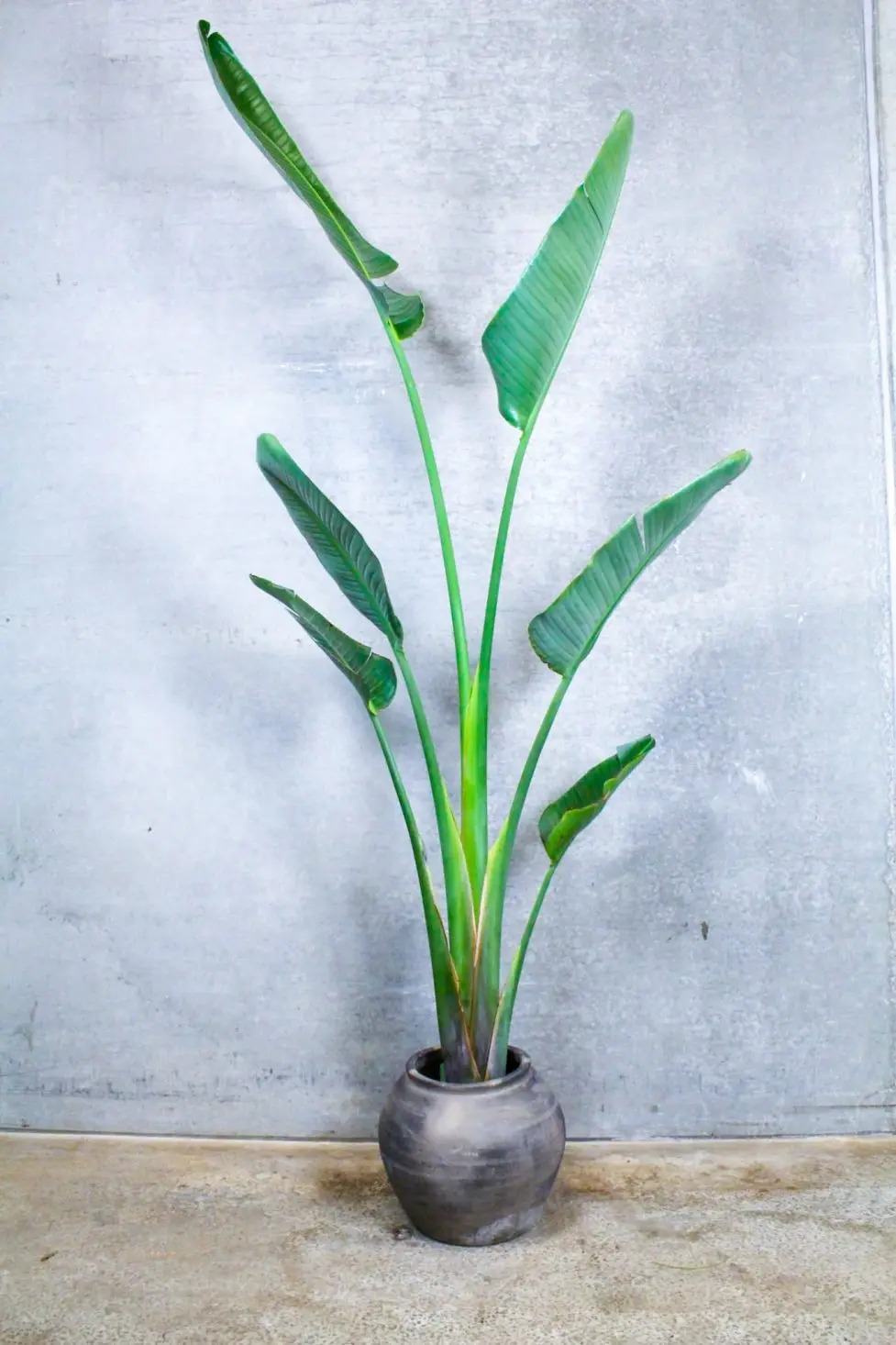 STRELITZIA AUGUSTA