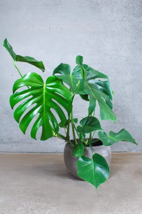monstera deliciosa