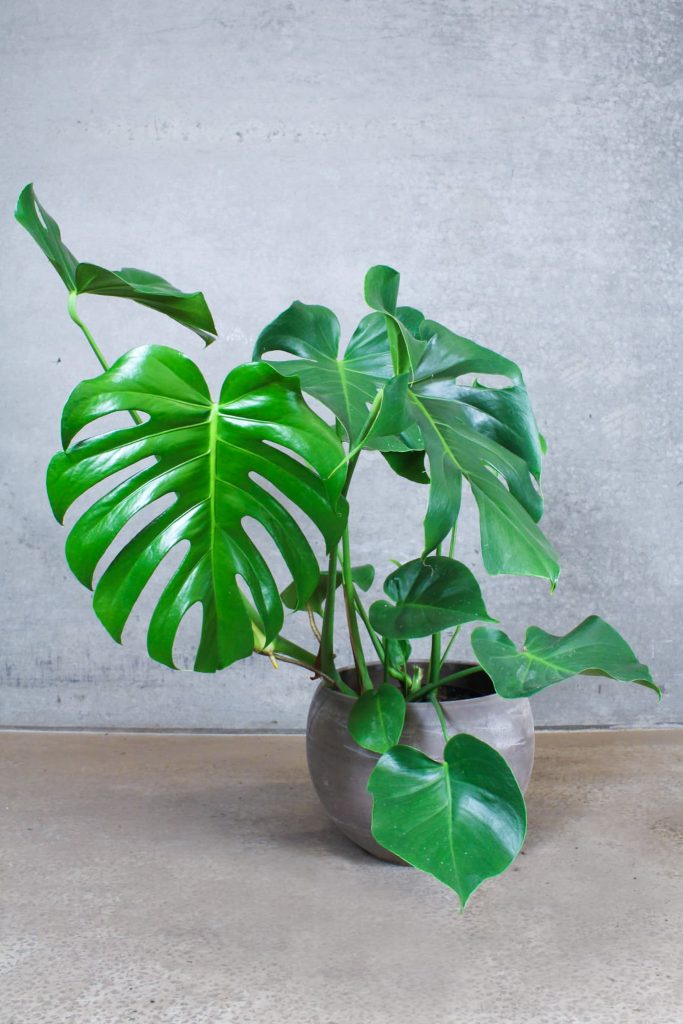 Monstera Deliciosa