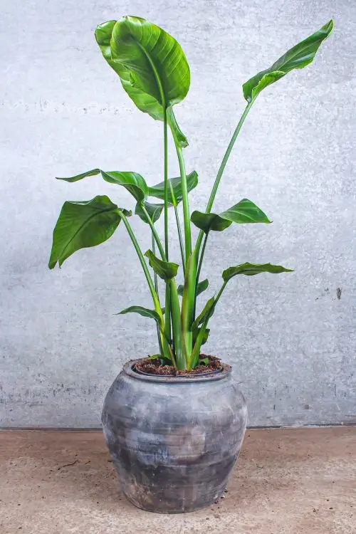Strelitzia Nicolai 140cm