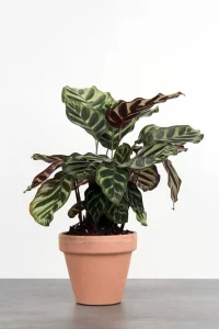 Calathea makoyana