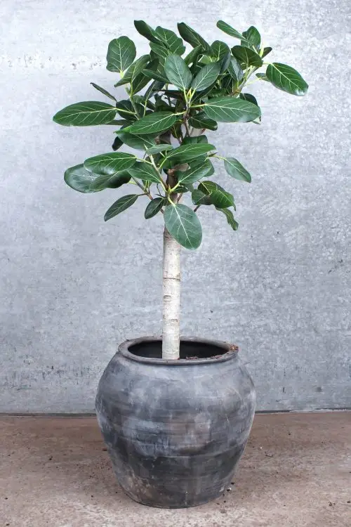 opstammet ficus audrey