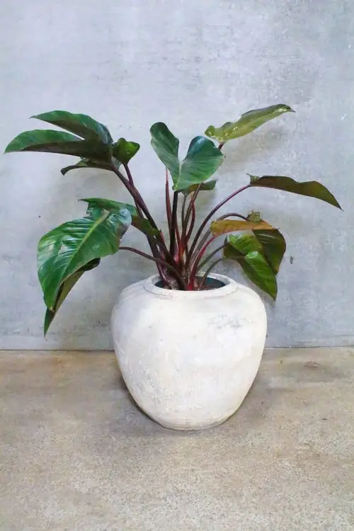 Philodendron Congo Rojo
