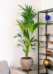Kentia palme med kobber grå krukke placeret på glasbord
