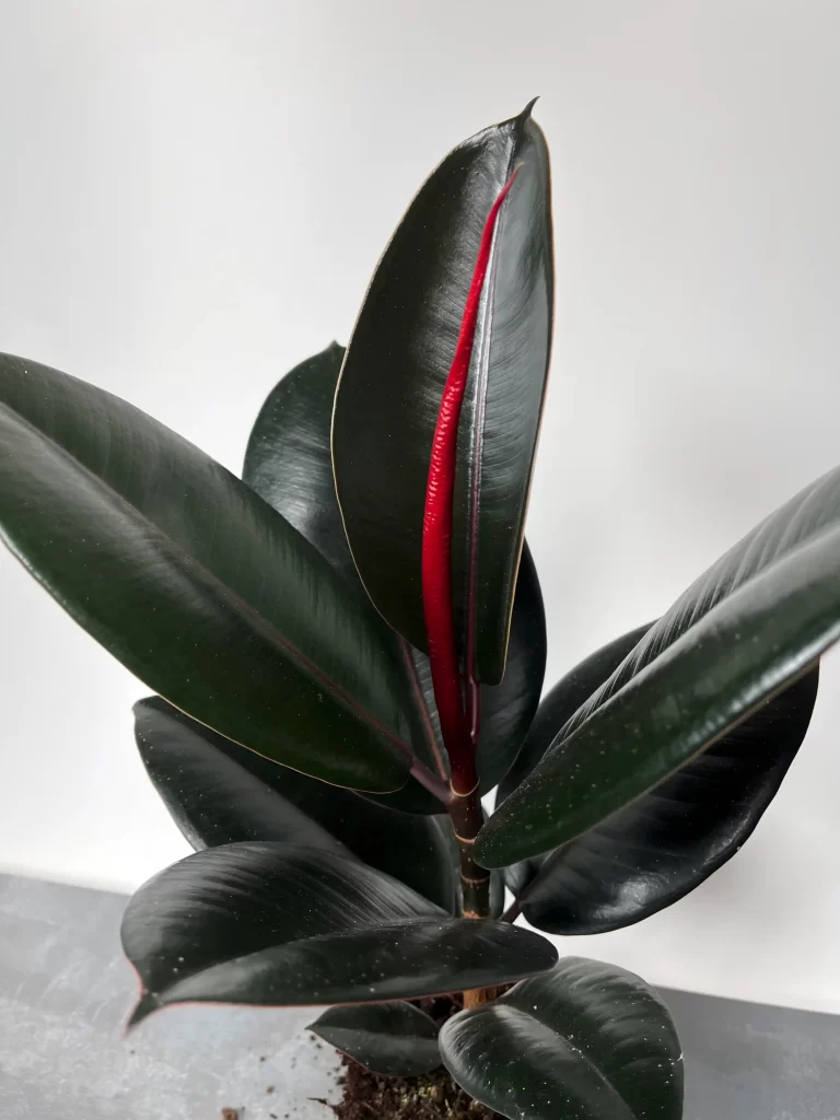 Ficus Elastica Abidjan