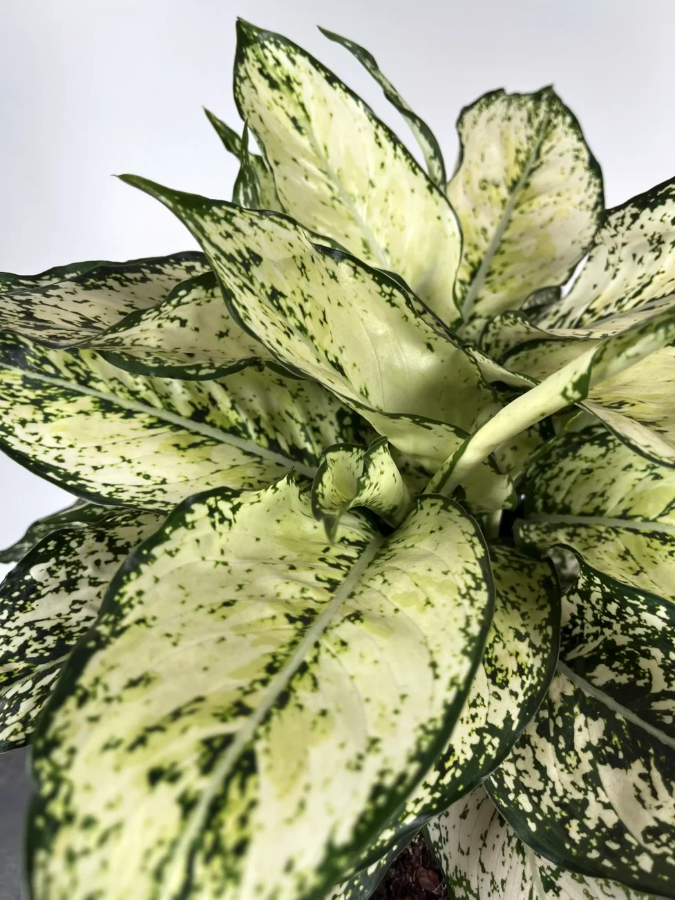 Aglaonema White Kiwi