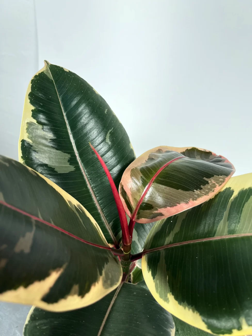 ficus elastica tineke