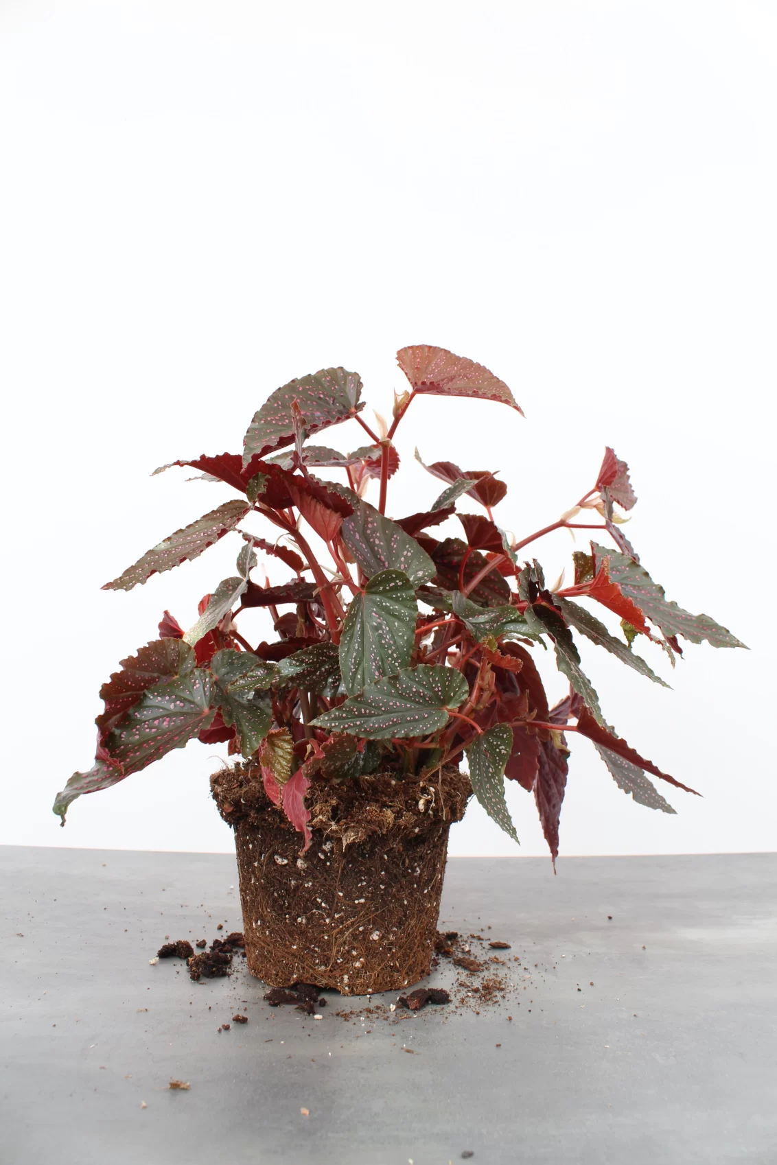 Begonia Polka Dot Pink