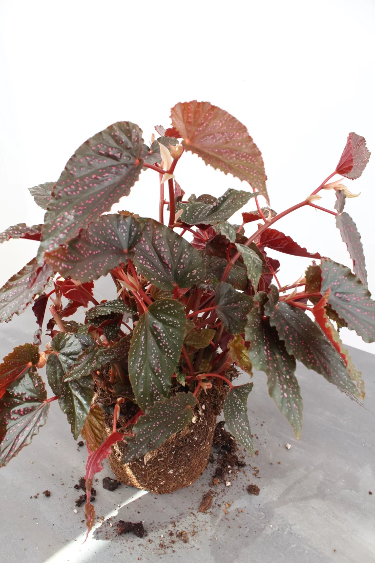 Begonia Polka Dot Pink