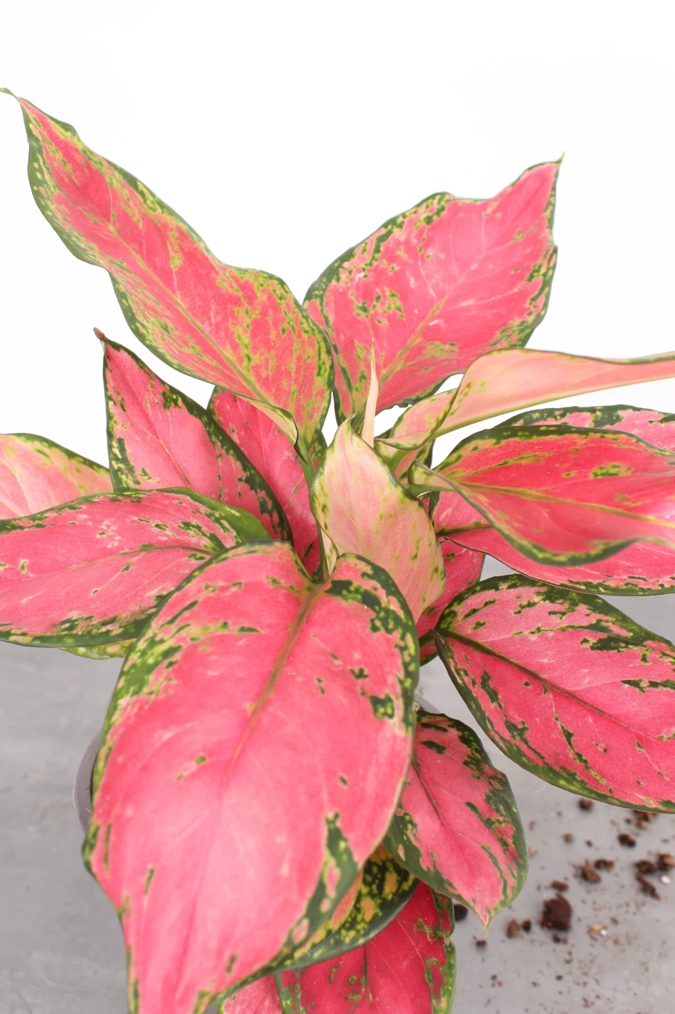Aglaonema 'Pink Valentine'