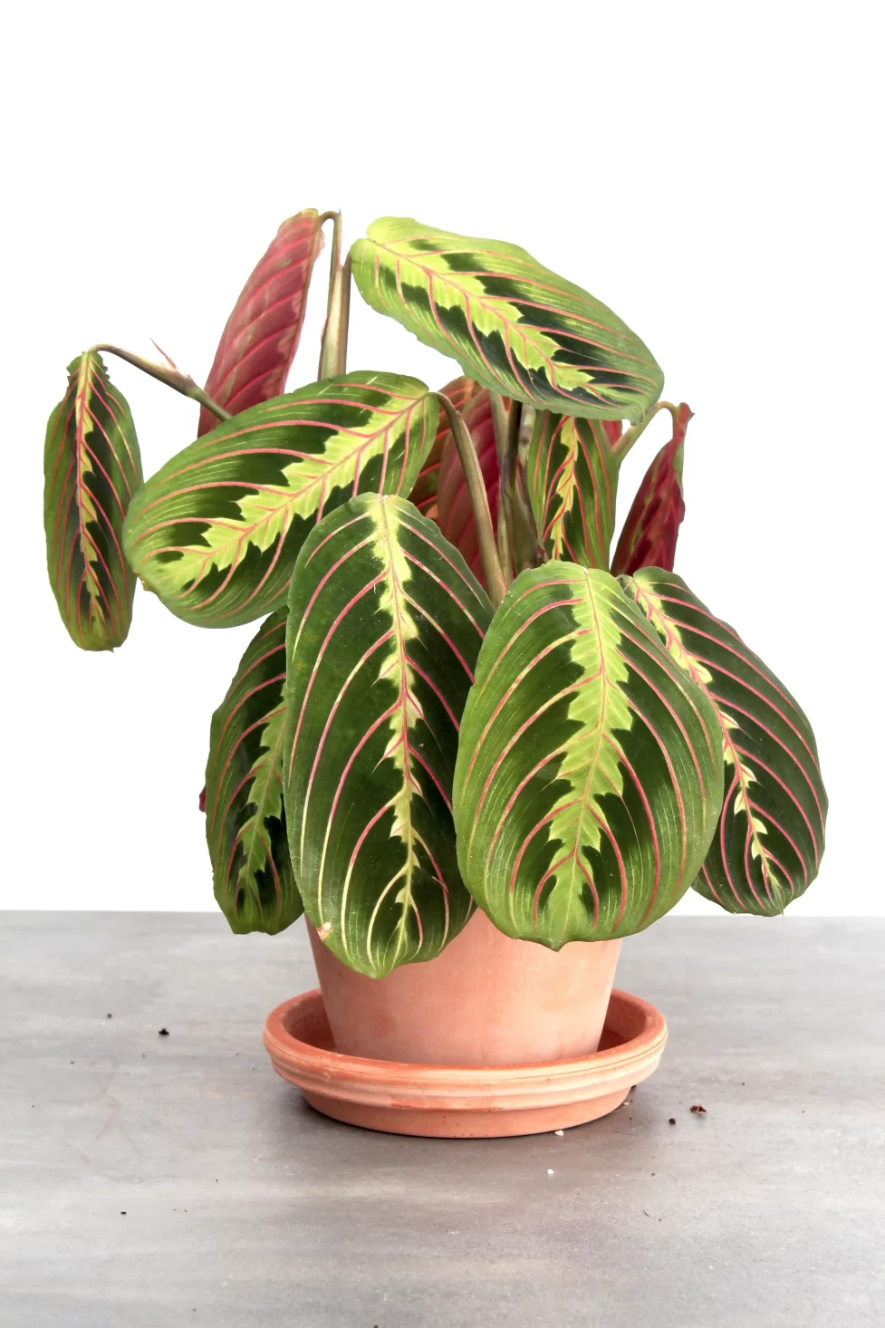 Fiskeben 'Maranta Leuconeura'