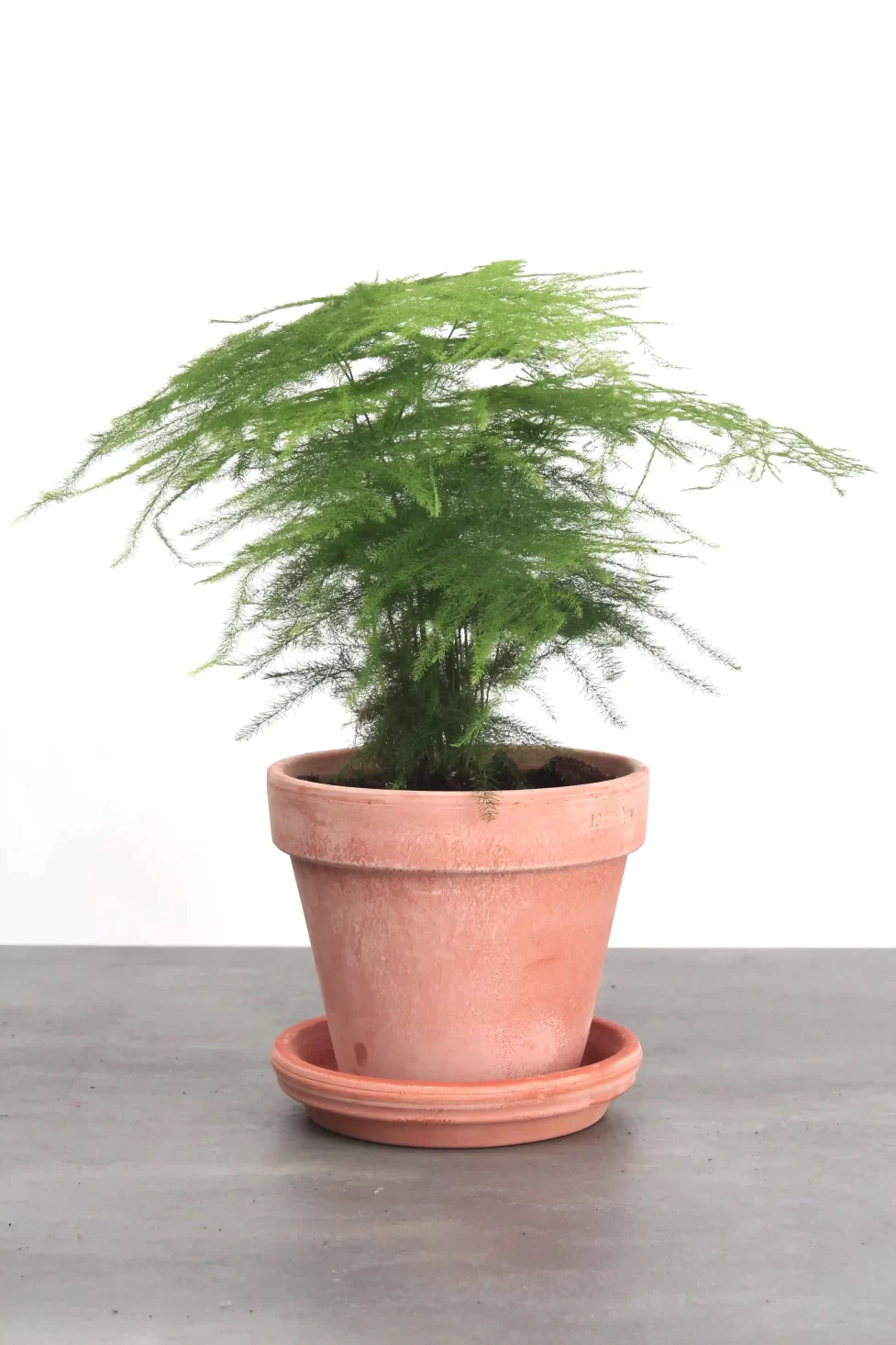 Slørasparges Asparagus Setaceus