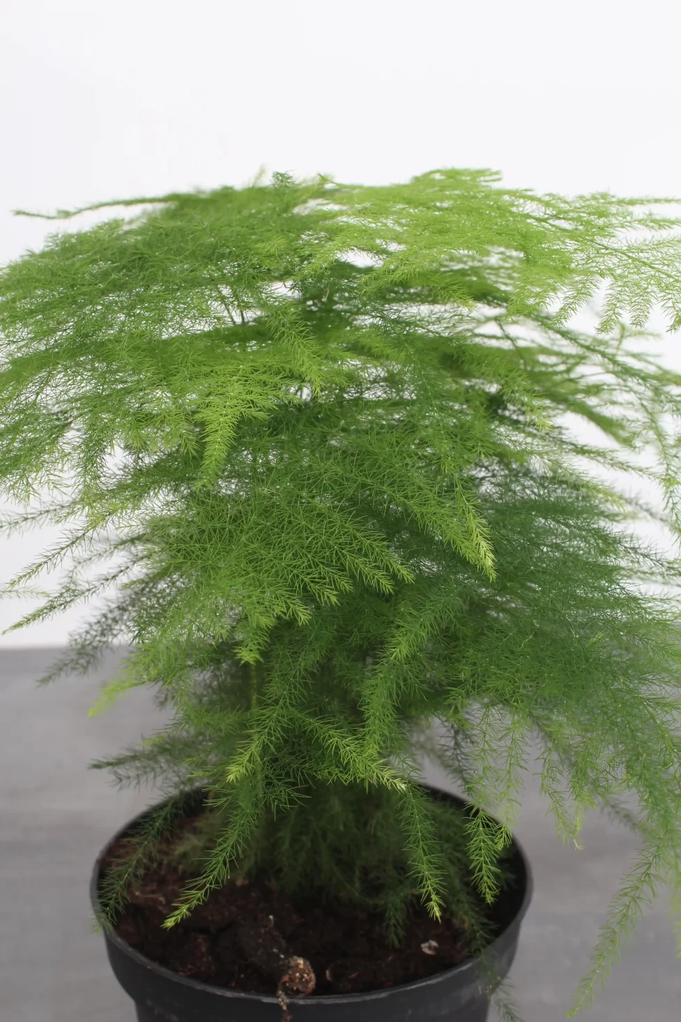 Slørasparges Asparagus Setaceus