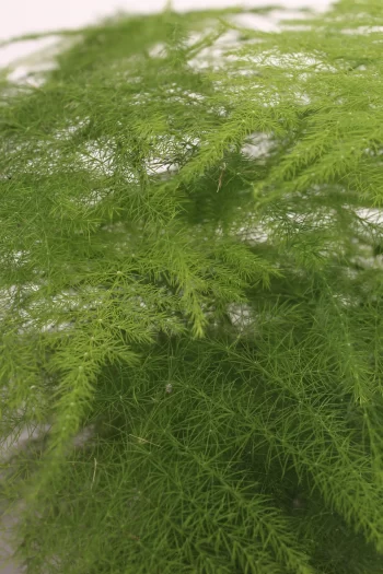 https://www.plantorama.dk/produkter/sloerasparges-plumosus-asparagus-setaceus-h35-cm-oe12-cm-potte/10500121630