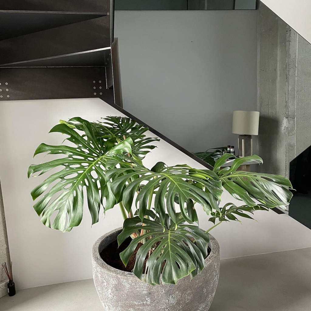 Monstera Deliciosa