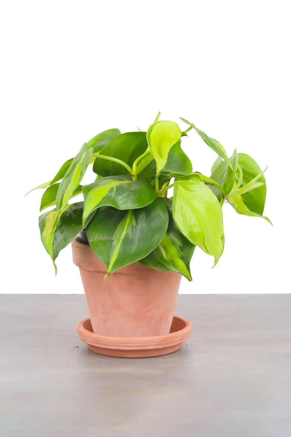 Philodendron 'brazil'