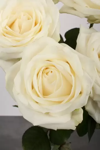 Hvide Roser