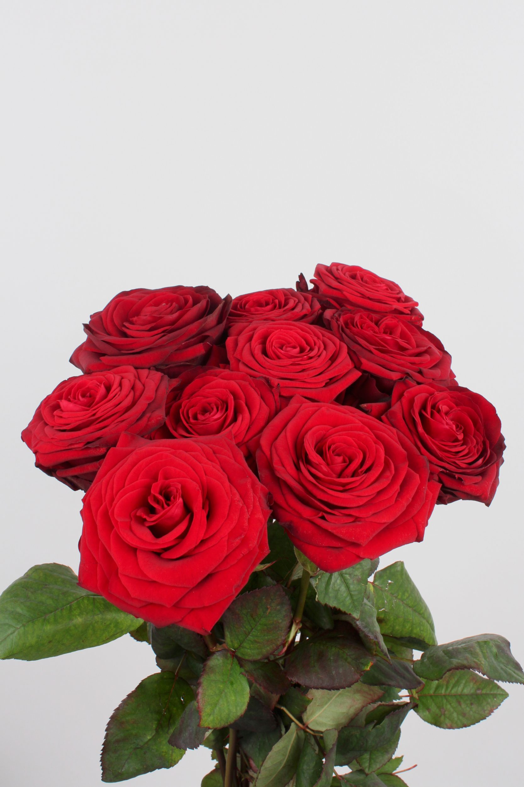 Røde Roser - 60 cm | Bestil nu for en romantisk overraskelse!