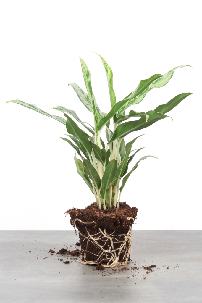 Aglaonema 'Greyhound'