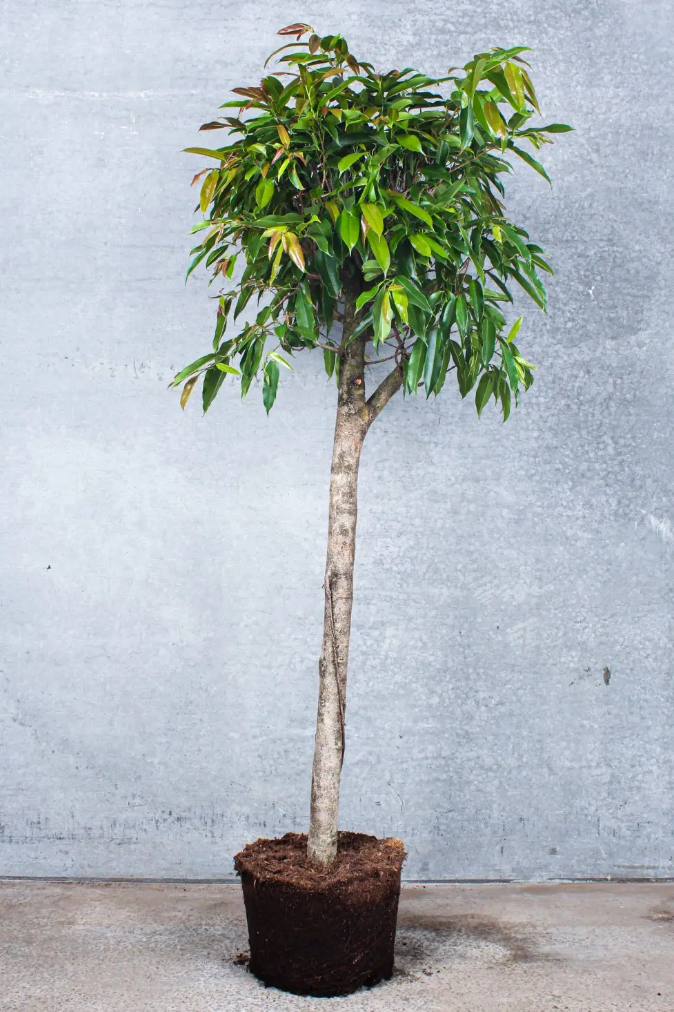 Ficus Amstel King