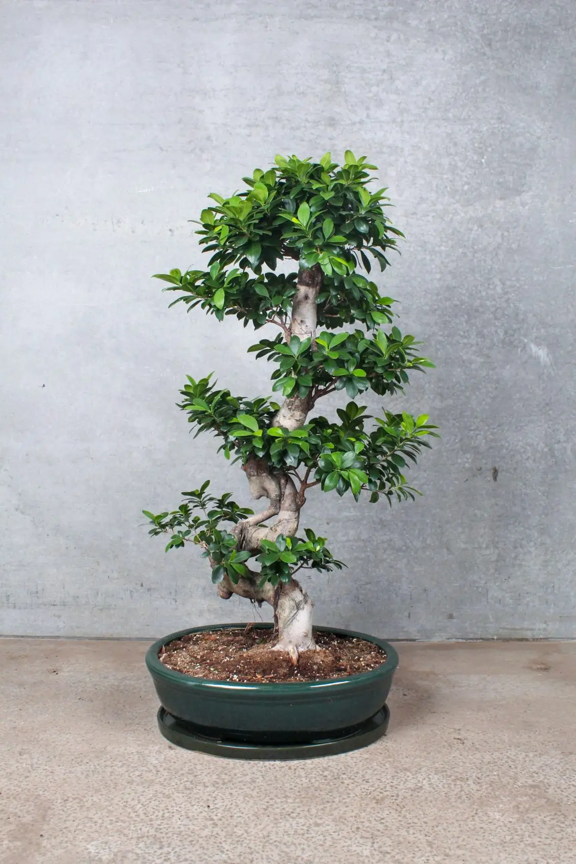 jeg fandt det omgive Prøve Ficus Microcarpa Ginseng | karakteristisk bonsai-lignende