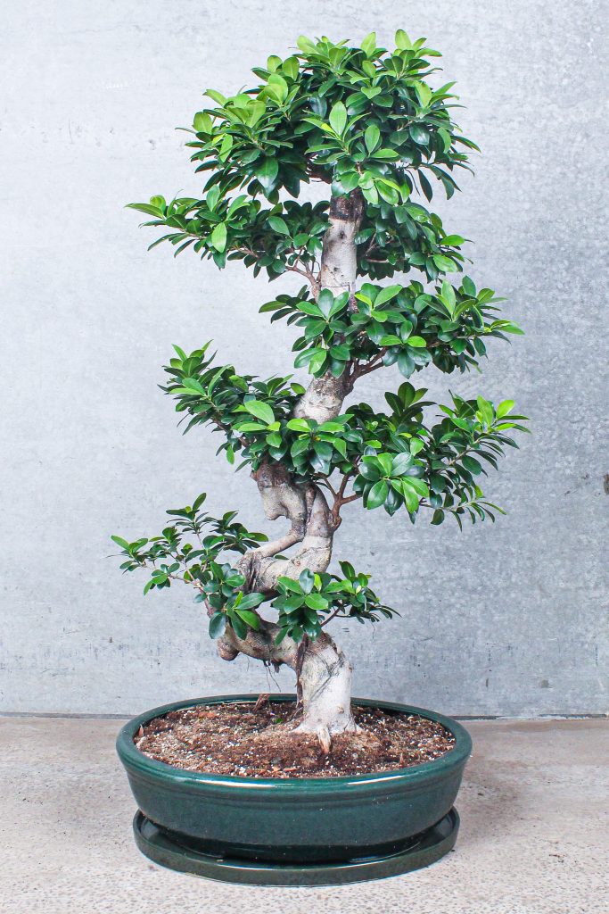 Ficus Ginseng Bonsai Microcarpa O 6 Cm Da