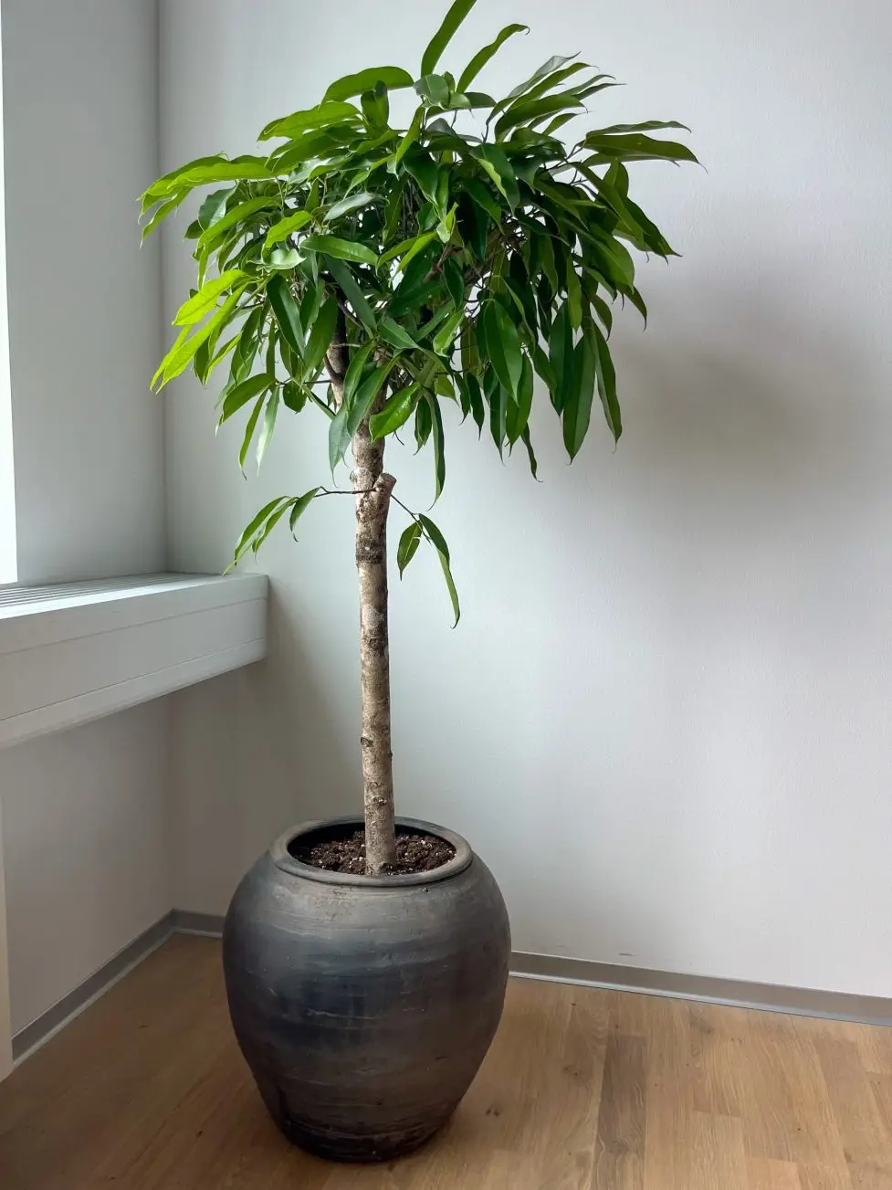 Ficus Amstel King