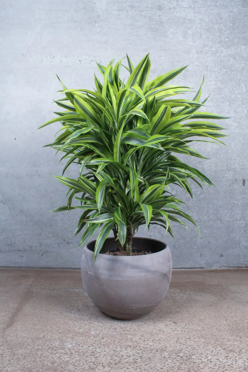 Dracaena Lemon Lime