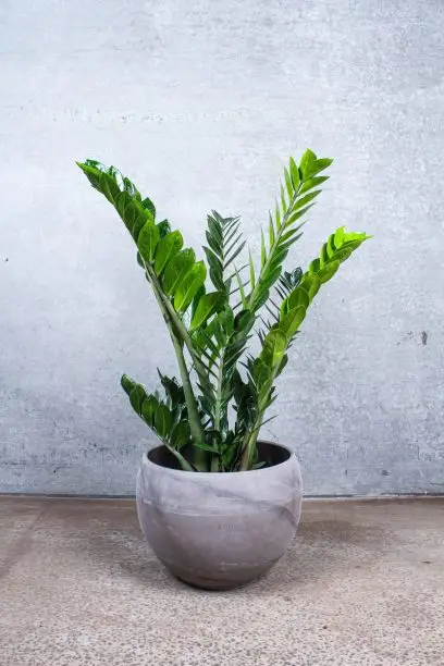 zamioculcas zamiifolia