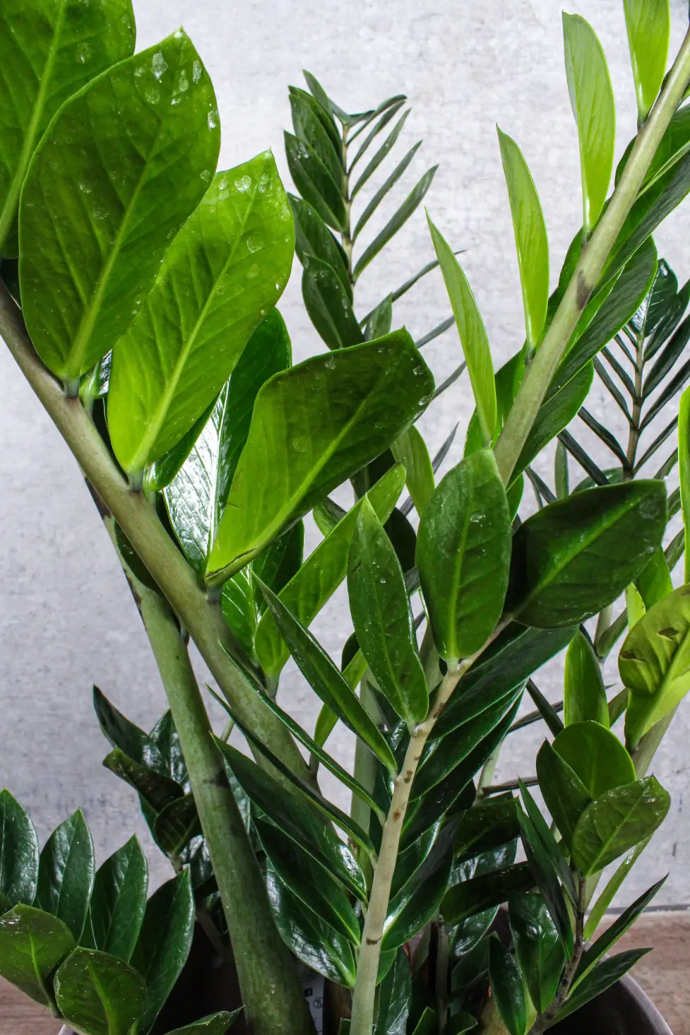 zamioculcas zamiifolia