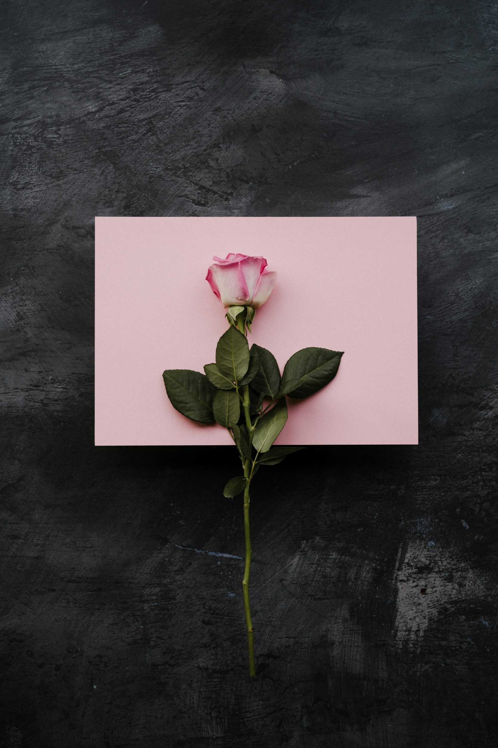 pink roser