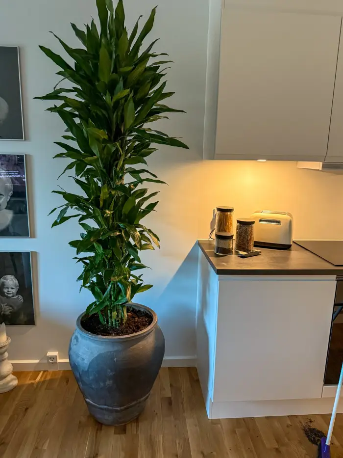 Dracaena janet lind