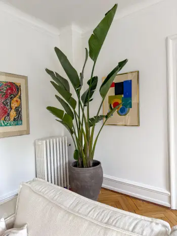 STRELITZIA NICOLAI AUGUSTA