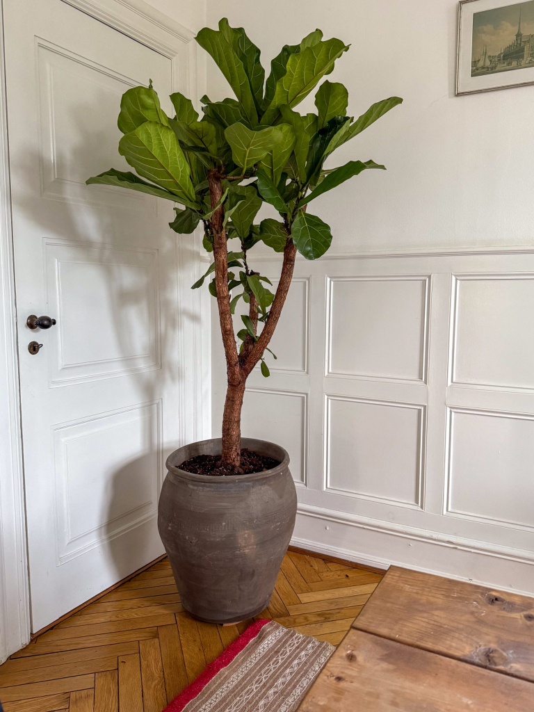 Forgrenet Violinfigen