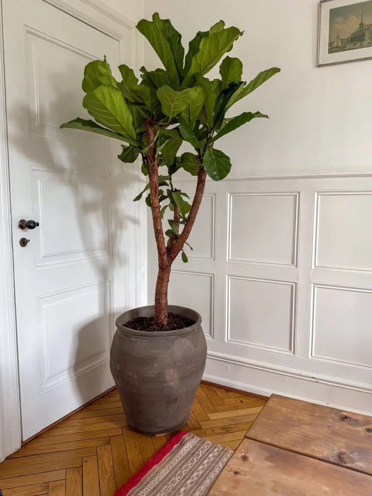 Forgrenet Violinfigen