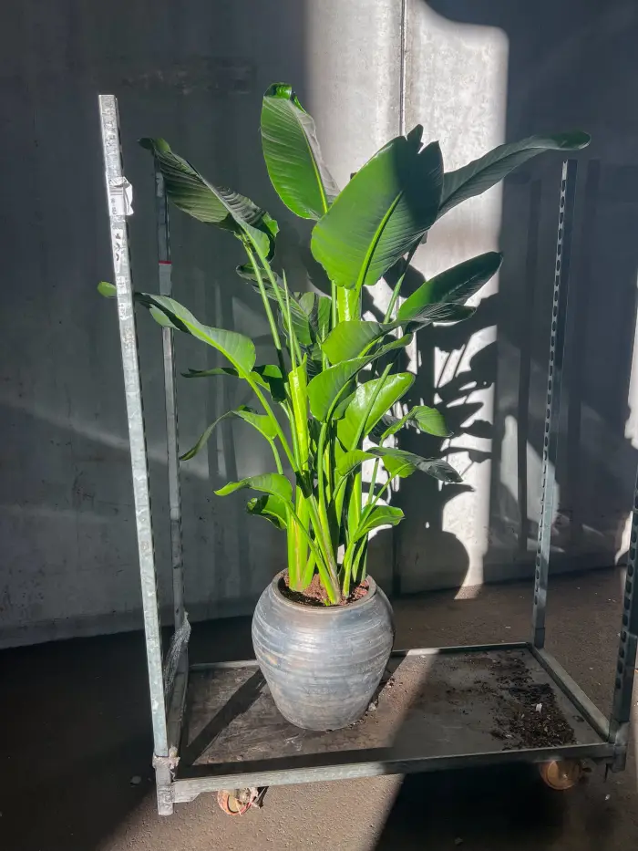 Strelitzia Nicolai 180-200cm