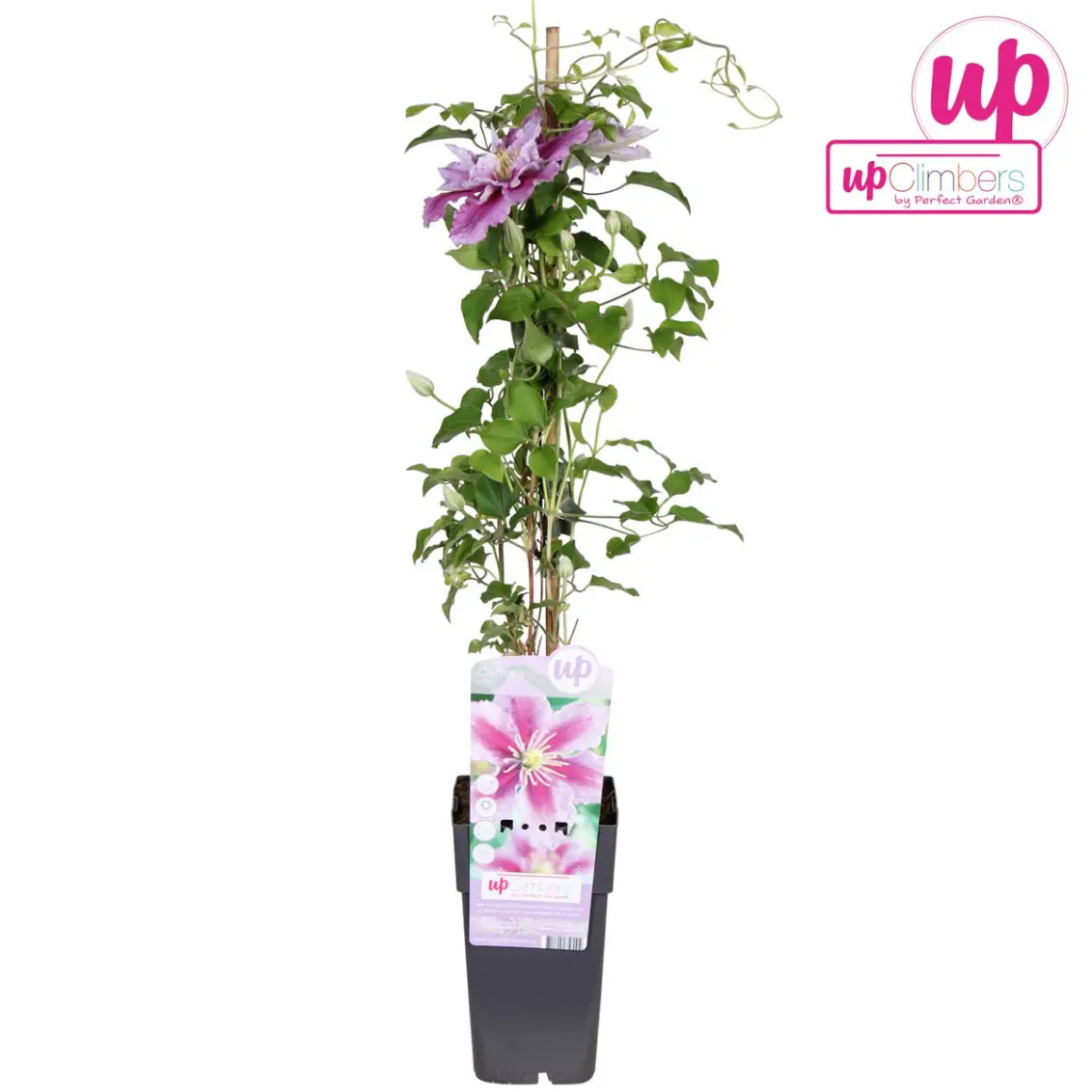 Clematis 'Piilu'