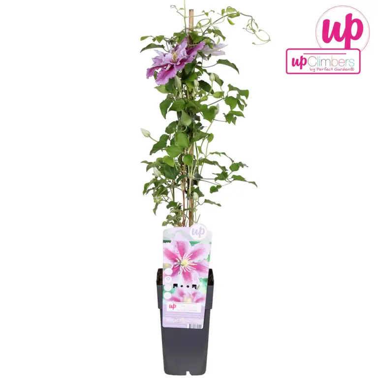 Clematis 'Piilu'