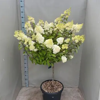 hortensia limelight